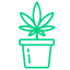 Fleurs-CBD